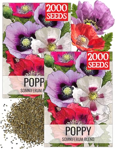 Seed Needs Somniferum Poppy Seeds for Planting Mixed Poppies 2 Packs