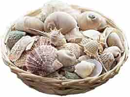 ※購入不可※貝殻 セット 合計8枚 Amazon.co.jp: 天然 貝殻 セット 詰め合わせ ミックスシェル