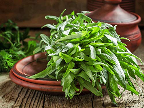 Gaea's Blessing Seeds - Tarragon Seeds - Heirloom Non-Gmo Seeds With Easy To Follow Instructions - Open-Pollinated Herb Seeds Germination Rate 91% #TOP1