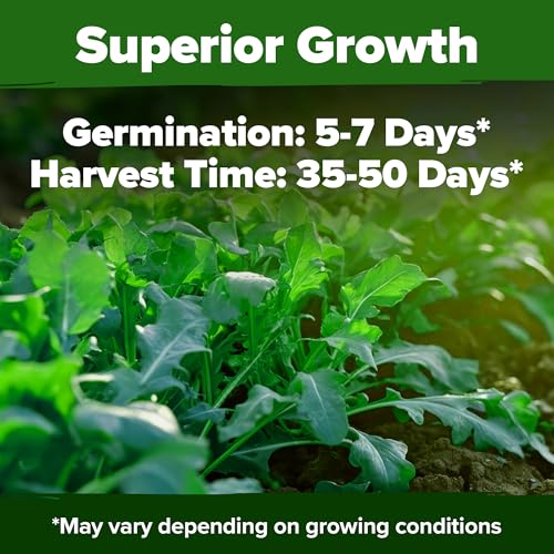 Image of HOME GROWN Arugula Roquette Seeds 4350+ Bulk Pack Heirloom Non-GMO, High Germination, Peppery Salad Greens, Indoor Outdoor Hydroponic Garden, Microgreens, Year-Round Harvest (Eruca vesicaria)