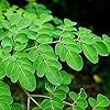 30 Stks Moringa Zaden Voor Buiten Tuinieren Planten En Verfraaien De Binnenplaats Versierde Tuin Voor Uw Huis Kleur…