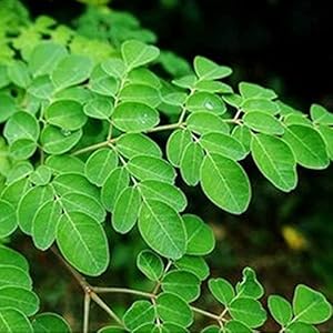30 Stks Moringa Zaden Voor Buiten Tuinieren Planten En Verfraaien De Binnenplaats Versierde Tuin Voor Uw Huis Kleur…