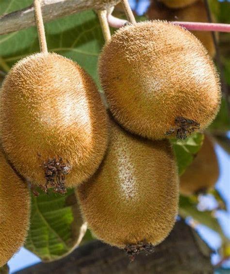 Mphmi Live Plant Nursery NCR Plants Kiwi Fruit Plant grafted Hayward Live