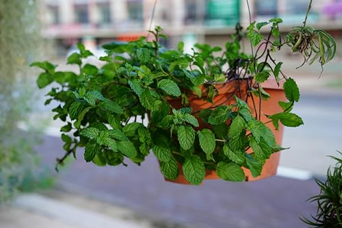 Peppermint Seeds (Mentha × piperita) - Aromatic Herb for Teas, Culinary Use, and Pollinator Gardens | Non-GMO, Cold-Hardy Perennial for Gardens, Containers, and Raised Beds (25) - Image 2