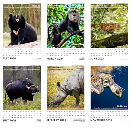 Image of Tallenge - Wild - 2025Wall Calendar - 12 x 17 Inches for Home & Office (Paper, Wall Calendar)