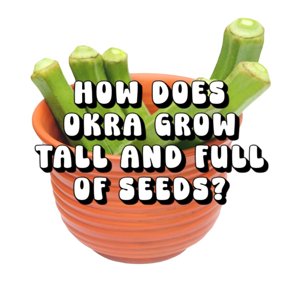 How Does Okra Grow Tall and Full of Seeds?