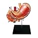 4D Human Anatomy - Stomach and Other Organs