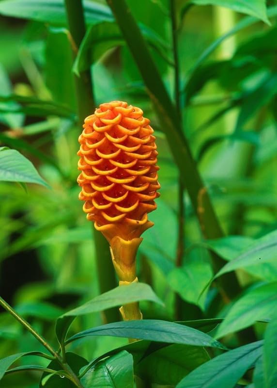 Ritz Farming® Shampoo ginger lily flower bulbs Shampoo ginger lily