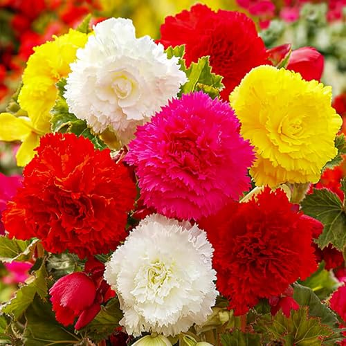 Bulbi Fiori Perenni da Esterno - 5 Begonie Tuberi - Piante e fiori esclusivi dall'Olanda - per giardino, vasi e balcone (grandi, non semi, non artificiali)