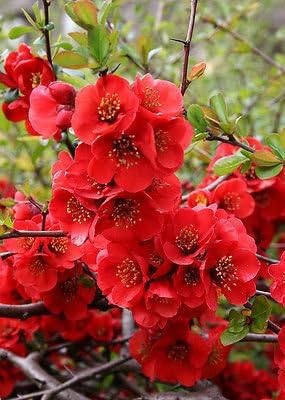 Chaenomeles x superba Knap Hill Scarlet - Japonica/Ornamental Quince