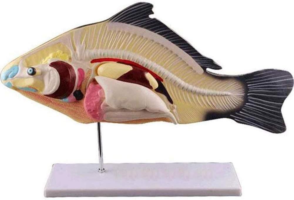 Modelo de anatomía de pez, anatomía de órganos internos de animales, pez, modelo de laboratorio de 3 piezas extraíble, modelo de pez 3D, modelo anatómico de disección de peces, adecuado