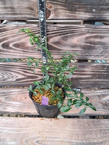 フィンガーライム 果実 実」の人気商品一覧 | 安い商品を通販サイト