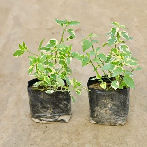 Plants Live Beautiful Grafted Multi-Color Bougainvillea Bonsai Plant (4–5 Colors) | Dwarf Flowering Tree for Home, Garden, Outdoor & Indoor Use | With Black Pot (pack of 1)-image-33