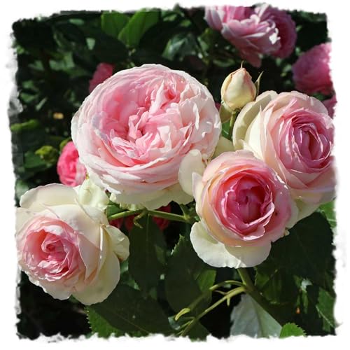 Eden Climbing Rose 1.5 Gal Potted Live Plant Reblooming Pink Flowers Own Root 12 ft Climber Zones 5-9 Stargazer Perennials
