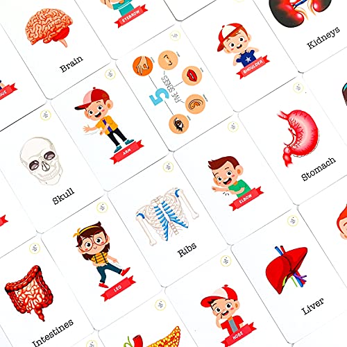 Image of Busy Bubb - My Body Parts Flash Cards | 36 Laminated Cards | Age Group: 2-4 Years | Science Educational & Fun Activity for Kids