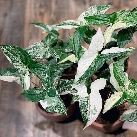 Gachwala Syngonium Live Plant, Syngonium Albo Variegated (Syngonium Podophyllum Albo Variegata), Arrrow Head Rare Plant, Philodendron Live Plant, Arrowhead Ivy,1 Live Plant with Pot-image-49