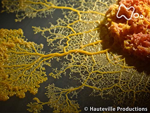 「粘菌 脳のない天才」 「粘菌 脳のない天才」