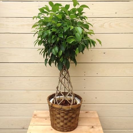 プライスダウン30 Off おしゃれ 観葉植物 編み込みベンジャミン ロキシーボウル鉢植え 受皿付 バークチップ ランキング受賞 Southerncollegeofhealthsciences Com