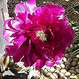 Las flores frescas de peonía la mayor parte de la energía se obtiene a través de la fotosíntesis del sol, la temperatura, la humedad, la luz son las necesidades básicas para la supervivencia de las plantas. Riego adecuado y suelo nutritivo en su interior ayudando a crecer.
