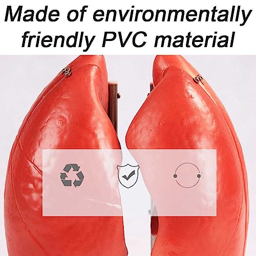 Structure du poumon humain AMITD pour simplifier l'étude anatomique complexe