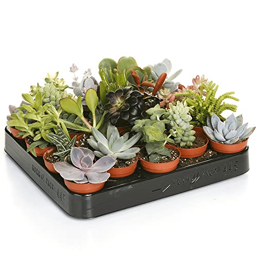 Carbeth Plants Indoor Succulent Plants Mix - 10 Small Units in 5.5cm Pots - Real Live Succulent Plants - Perfect for Home, Office & Gifting