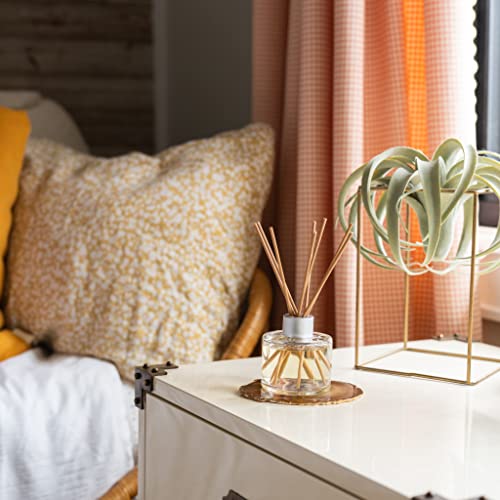 GREENLEAF Gifts Highly Fragranced Room Décor Reed Diffuser-Cashmere Kiss