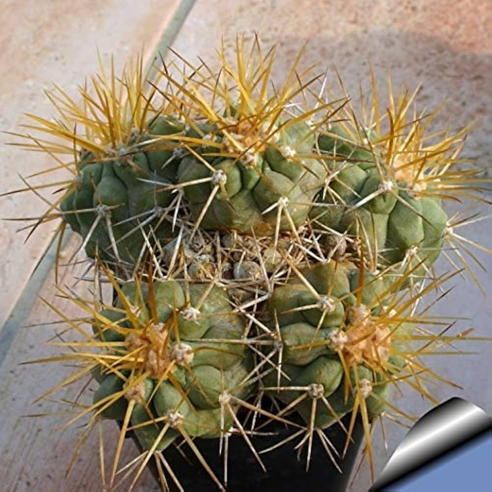 Copiapoa ハセルトニアナ　実生株 Copiapoa ハセルトニアナ 実生株
