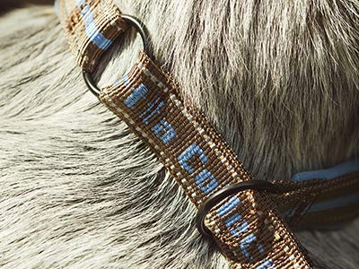 Hurtta Pro Halsband Mit Reflektoren – Gepolstert & Verstellbar Für Hunde (Größe 25 Cm, Braun)