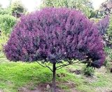 Blue Leafed Mimosa Tree Seeds for Planting (30 Seeds) - Acacia baileyana Purpurea