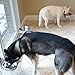 PetFusion Elevated Dog Bowls, Cat Bowls | Innovative Raised Pet Feeder with Embedded Magnets, Attach, Detach, Add On, Mix & Match | Short 4