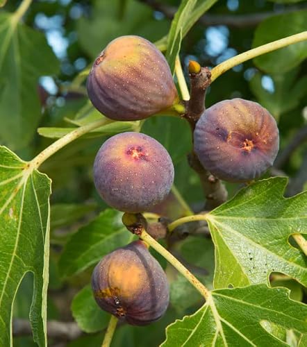 Brown Turkey Fig Tree Live Plant, Edible Sweet Fig Fruit Tree, 5 To 7 Inches #TOP4