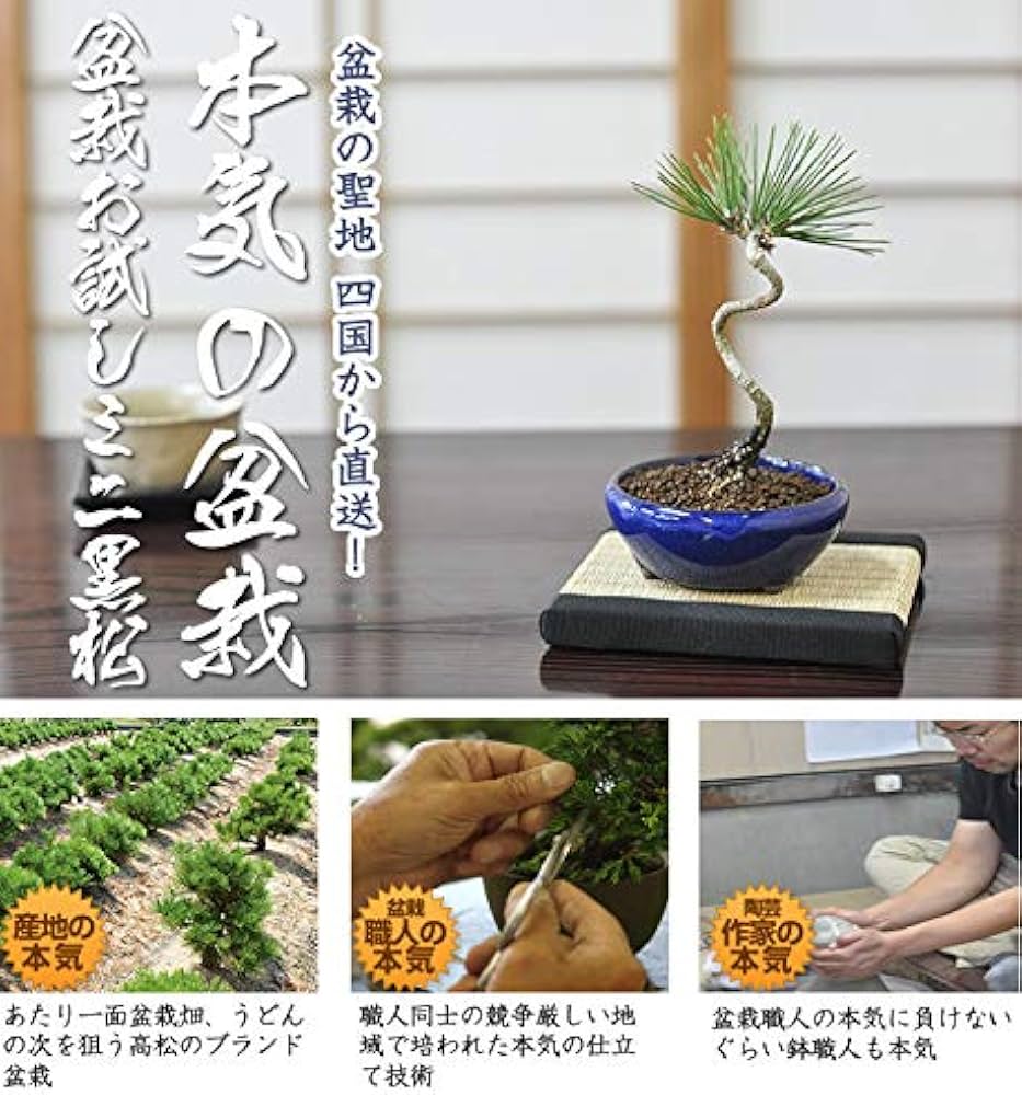 盆栽妙 ミニ盆栽 黒松 cpr003