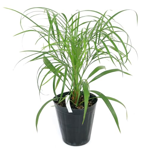 観葉植物 フェニックスロベレニー」の人気商品一覧 | 安い商品を