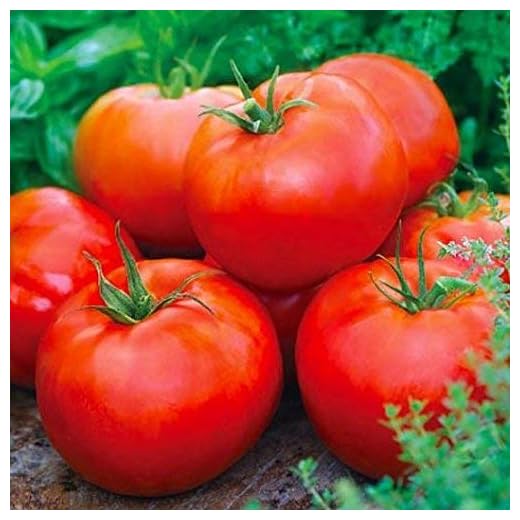 David's Garden Seeds Tomato Beefsteak Determinate Ace FBA-00032 (Red) 25 Non-GMO, Heirloom Seeds