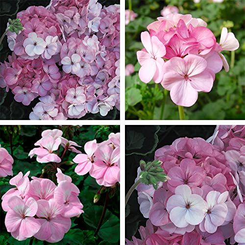 Geranium Summer Bedding Plant, Pelargonium, Summer Flowering, Drought Tolerant, Easy to Grow, Gardens & Patios, 15 x Geranium Appleblossom Garden Ready Plants UK by Thompson & Morgan (15)