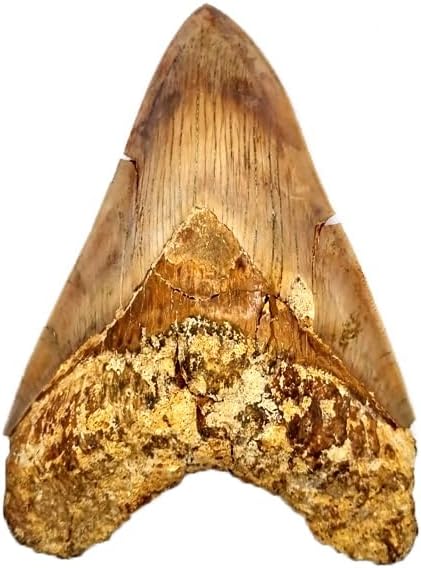 Otodus Megalodon (Carcharodon Megalodon - megaselachus) Indonesia 14.3 cm Fossil (Fossils) WI5