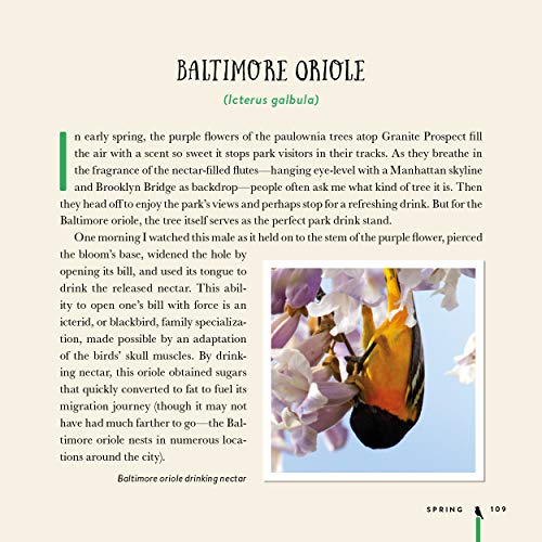 Birding At The Bridge: In Search Of Every Bird On The Brooklyn Waterfront #TOP3