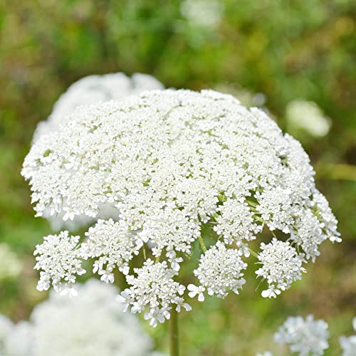 Queen Anne's Lace Seeds Wild Carrot, Daucus Carota Biennial Easy To Grow Low Maintenance Attracts Butterflies Beds Borders Outdoor 100Pcs Flower Seeds By Yegaol Garden #TOP1