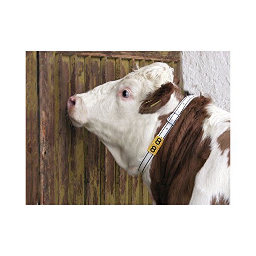 Halsmarkierungsband für Kühe und Rinder, Einfach Erkennung & Markierung, Rollschnalle, 120 cm x 4 cm, Weiß / Schwarz