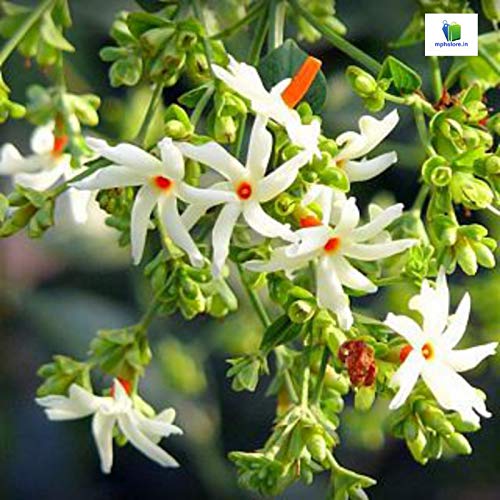 Mphmi Nurseryplant Parijat, plant Parijatak, Harshringar - Plants (B09NMM7KBC) Amazon Price History, Amazon Price Tracker