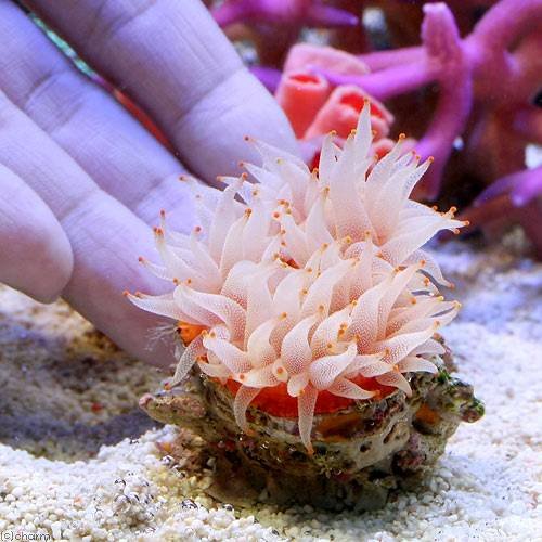 熱帯魚海水魚サンゴ　タコアシブランチ インドネシアサンゴ入荷！人気LPS商品アップしました！ | 生麦