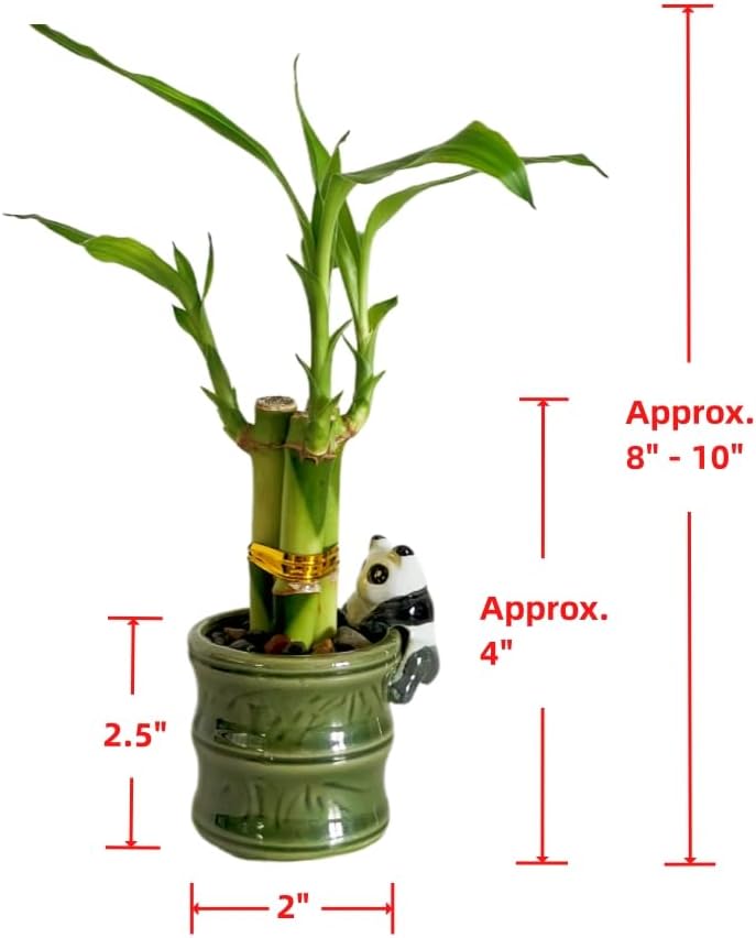 Coop & Harp Small Lucky Bamboo Live Indoor Plant with Ceramic Vase, Live Indoor Lucky Bamboo for Home, Office and Gift (2PK Panda)