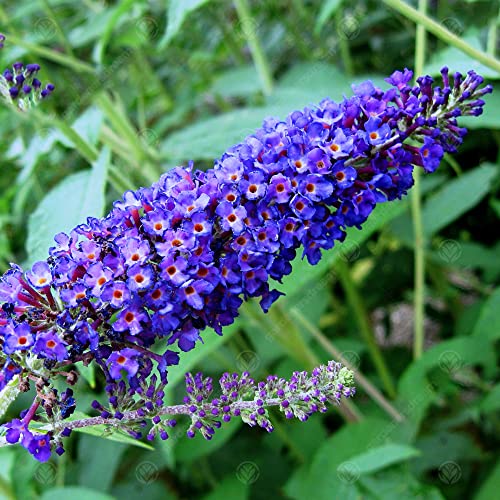 GardenersDream Buddleia Davidii Empire Blue Fragrant Butterfly Bush Shrub - Outdoor Garden Ready Buddleia Plants - Hardy Flowering Shrub for Borders Beds and Patios (9cm Pot 20-30cm)