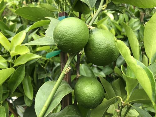 Image of Bahan Traders Seedless Lemon All Season Bearing Live Air Layered Plant Hybrid Nimbu Tree in a plastic grow bag