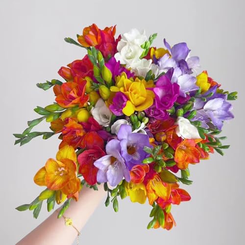 10 piezas bulbos de flores de fresia bulbos resistentes - balcón con cama elevada plantas de interior plantas exóticas resistentes, flores decoración hierbas plantas flores de otoño