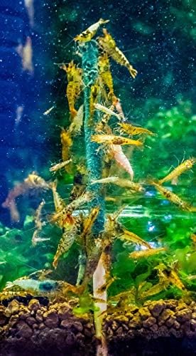 NBLAKE AQUATICS Shrimp Lollies Mixed pack, Food for Cherry Shrimp & All Bottom Dwellers