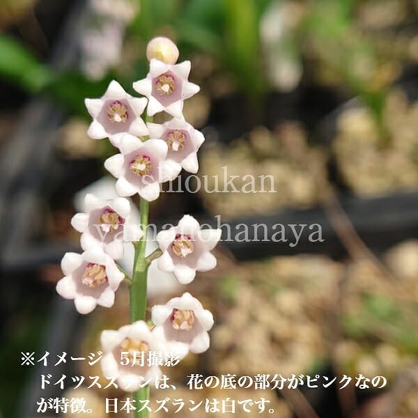 Amazon.co.jp: ピンクドイツスズラン 素掘り苗 鈴蘭▽紫桜館山の花屋