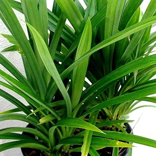 Green Paradise Pandanus Amaryllifolius Plant Pandan Plant Rambha Plant Biryani leaves Plant Basmati Plant