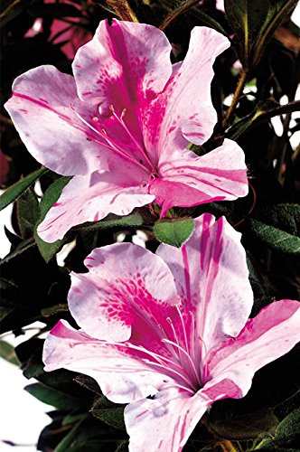 Azalea Encore Autumn Twist (Reblooming Azalea) Shrub, RB white/purple, #3 - Size Container Azalea Encore Autumn Twist (Reblooming Azalea) Shrub, RB white/purple, #3 - Size Container