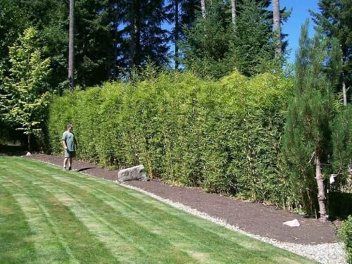 Golden Hedge Bamboo | 2 Extra Large 3 Gallon Plants | Bambusa Multiplex | Clumping Non-Invasive...